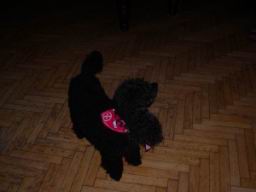 Resize of PC310148.JPG